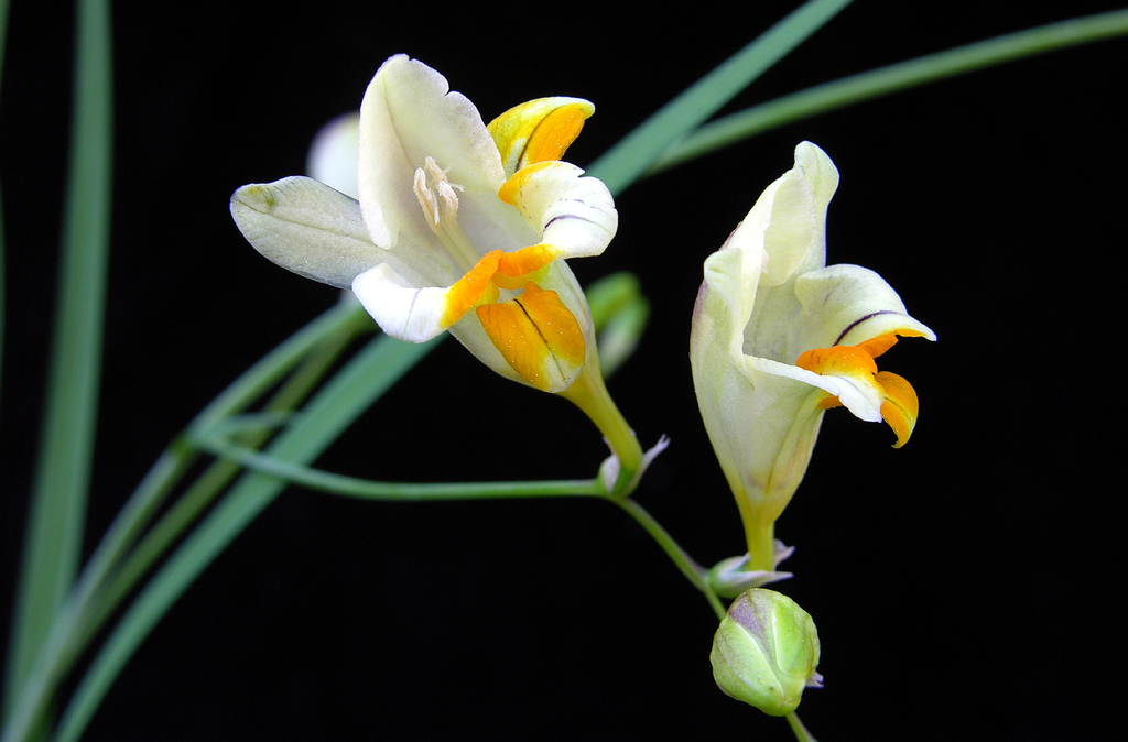 Freesia Refracta